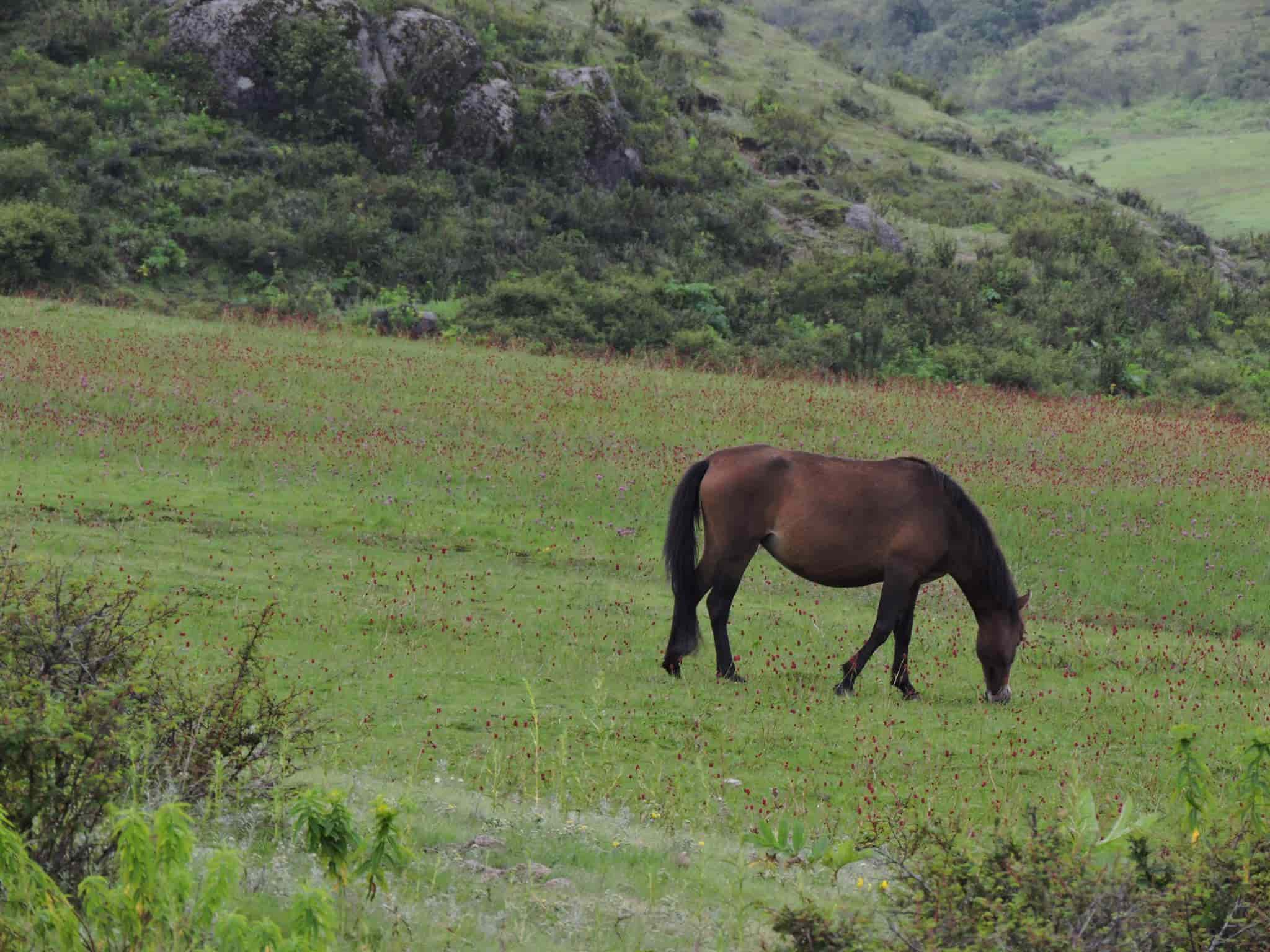 Khaptad National Park: Horses Grazing in Lush Green Fields